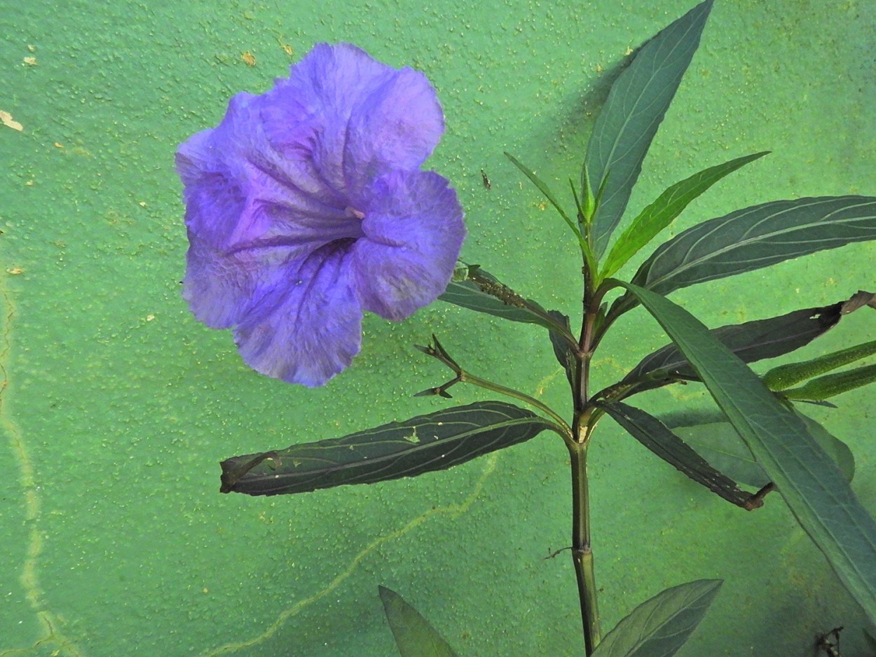 "De quarentena,fui visitar esta flor no jardim!" de Decio Badari