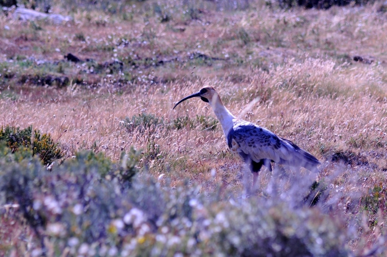 "Bandurria, Copahue." de Carlos E. Wydler