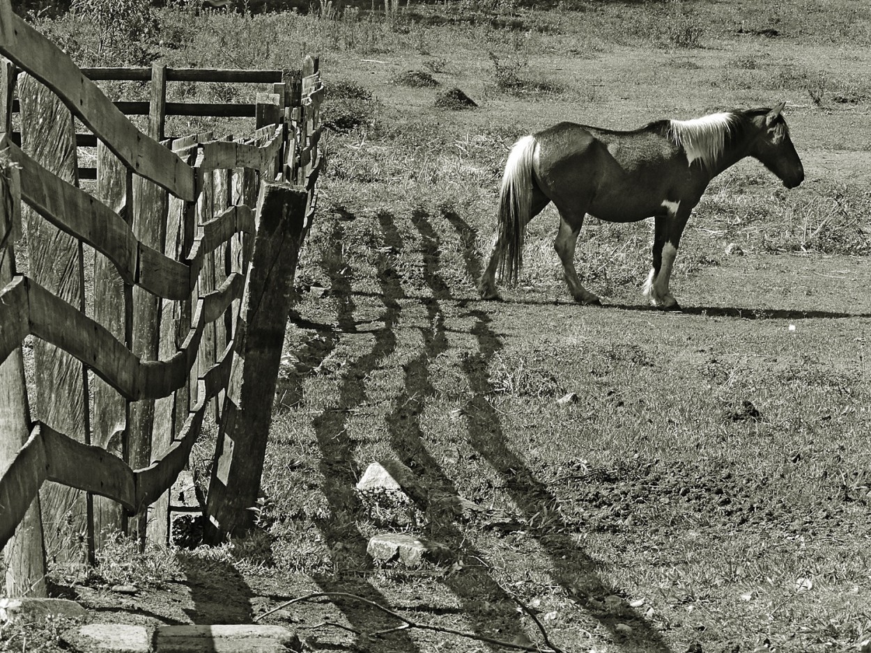 "Uma manh no campo, sinto saudades!" de Decio Badari