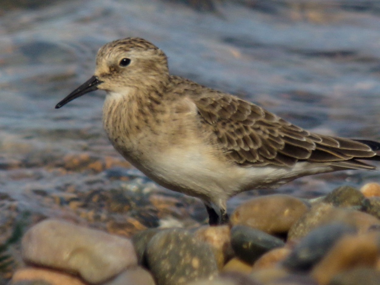 "Calidris Bairdii" de Graciela Banegas