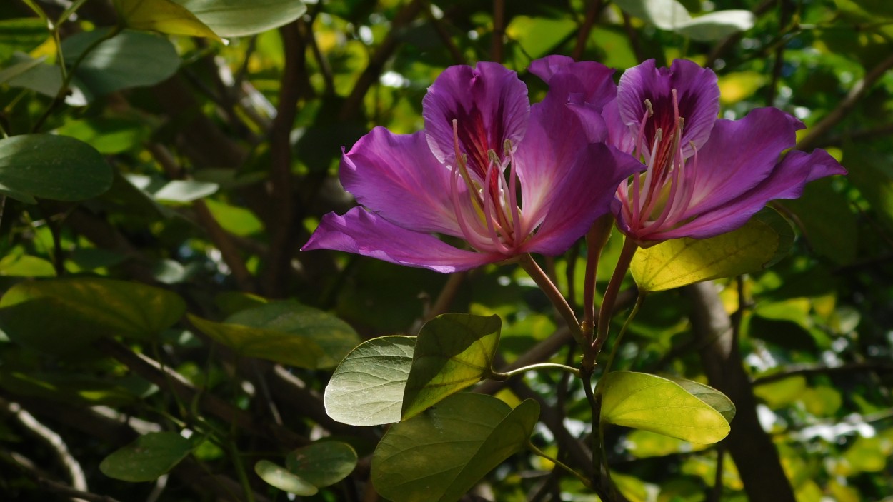 "Flor" de Alberto Daniel Frete