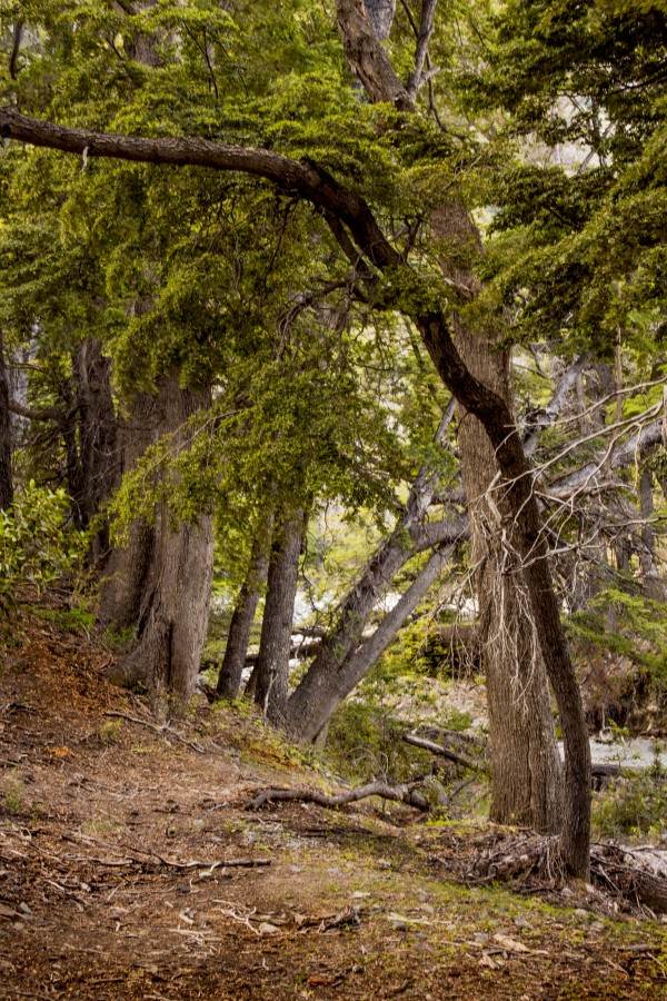 "Naturaleza" de Eli - Elisabet Ferrari