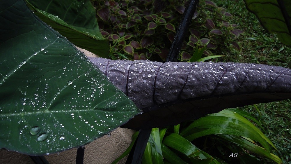 "Dia de lluvia" de Ana Giorno