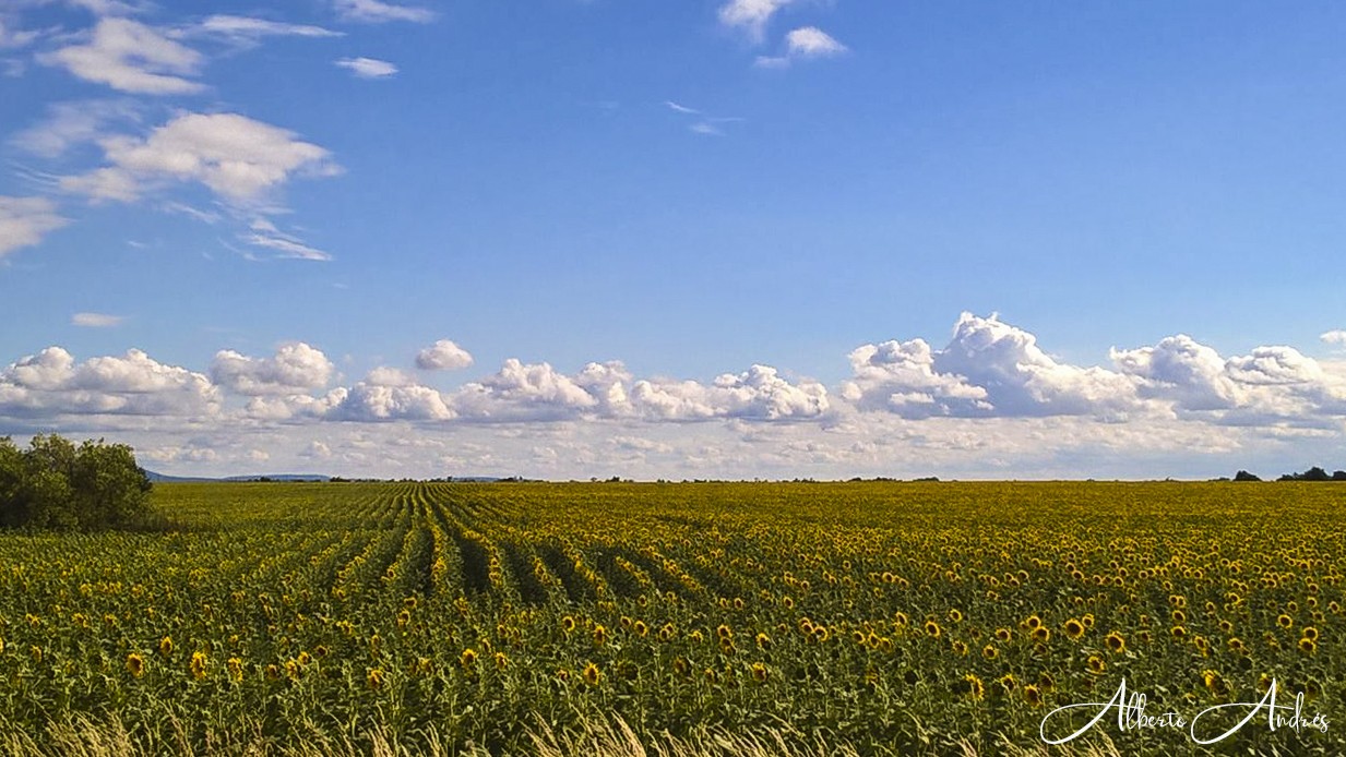 "Campos de oro" de Alberto Andrs Melo