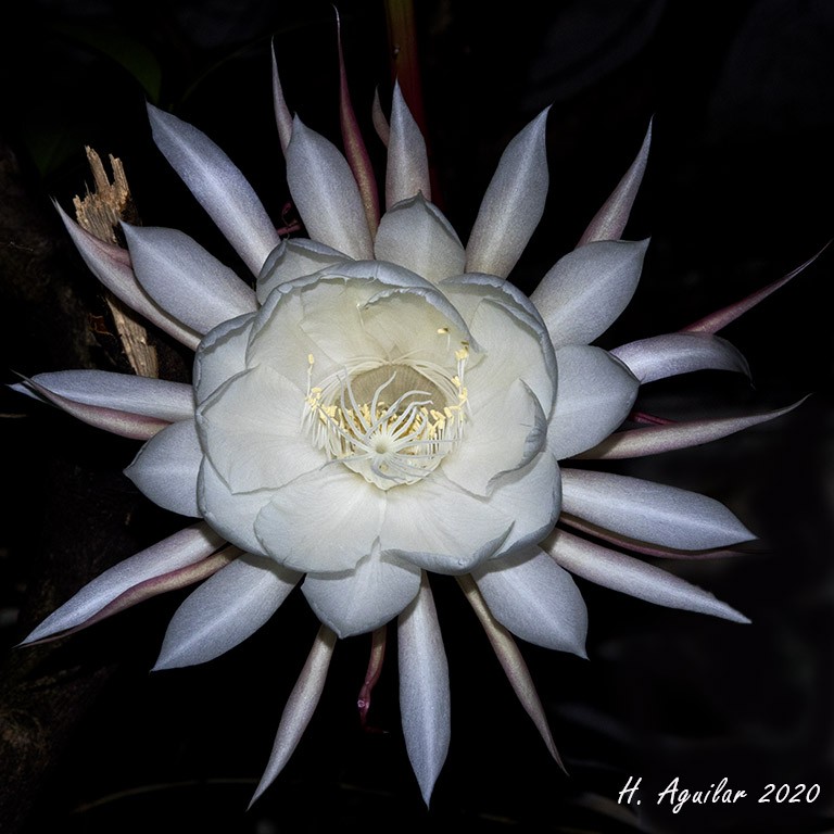 "Dama de noche" de Horacio Aguilar