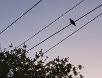 La luna y la paloma