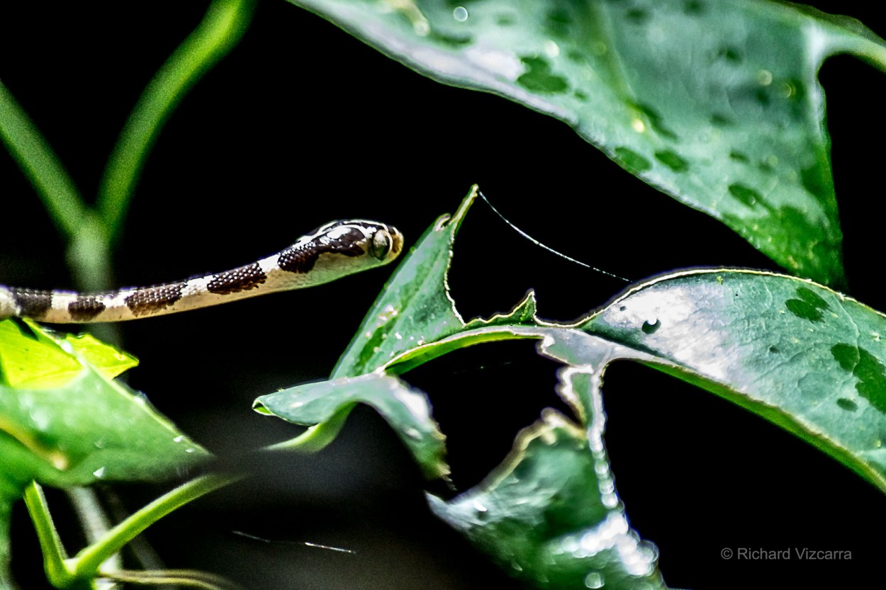 "Serpent" de Richard Vizcarra Gonzles