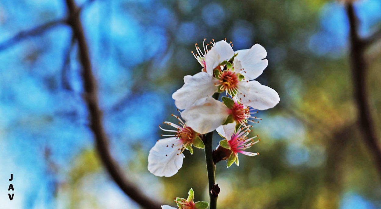 "Flores etreas." de Joan A. Valentin Ruiz