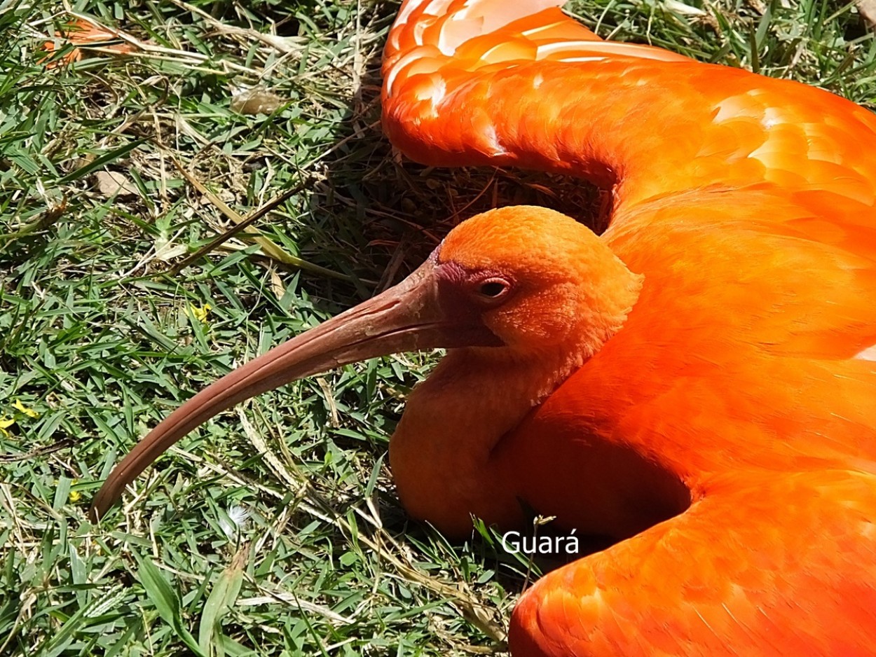 "Tambm no ` Paraiso das aves` , o Guar." de Decio Badari