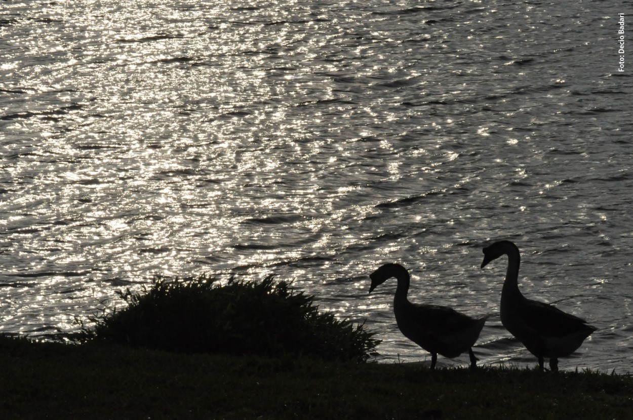 "Amanhecendo no lago." de Decio Badari