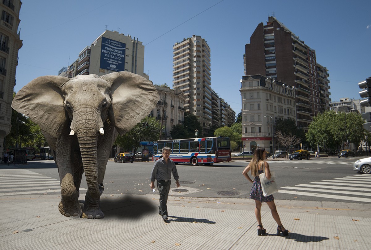 "Cuall elefante?" de Hans W. Muller