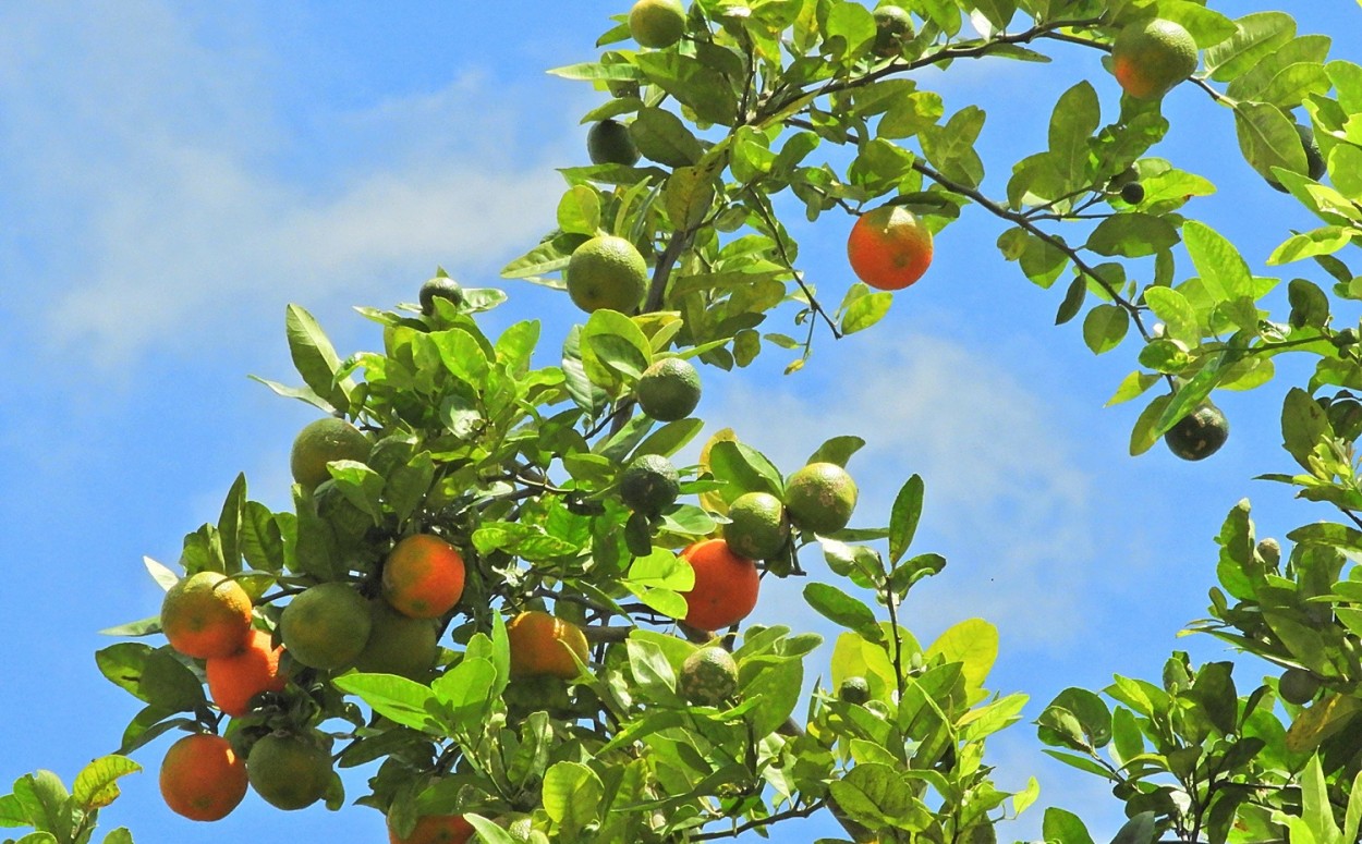 "Nosso p de limo-vinagre em nosso quintal" de Decio Badari