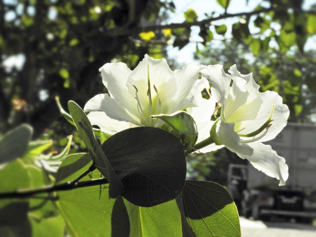 "A luminosidade da flor da ` Pata de vaca`" de Decio Badari