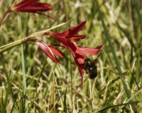 Para Silvia Guerra, ahi va la flor roja