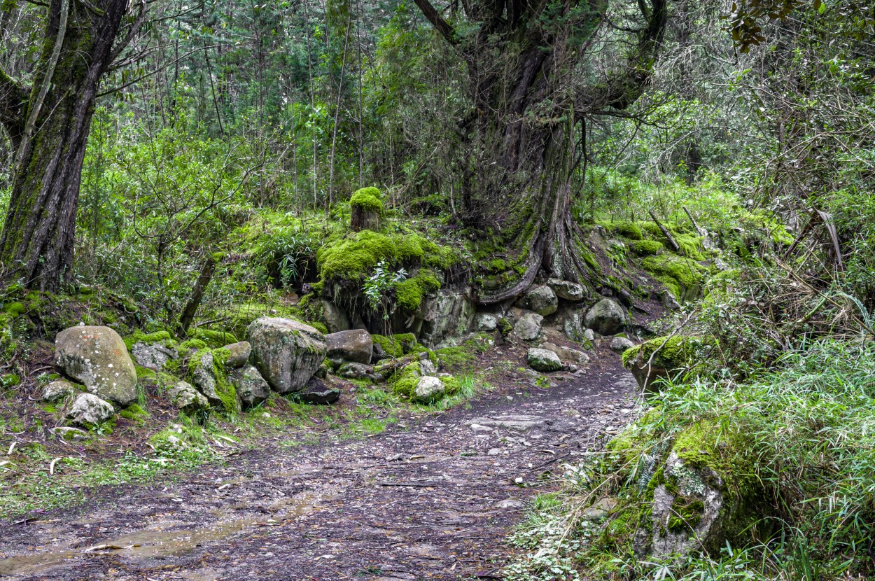 "Camino de Elfos" de Ovidio Alberto Arenas