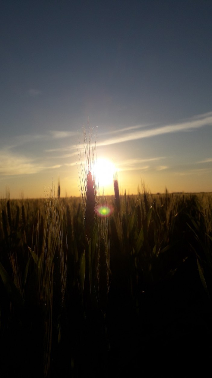 "Trigal y sol" de Agustn Trossero