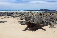 Iguana Marina