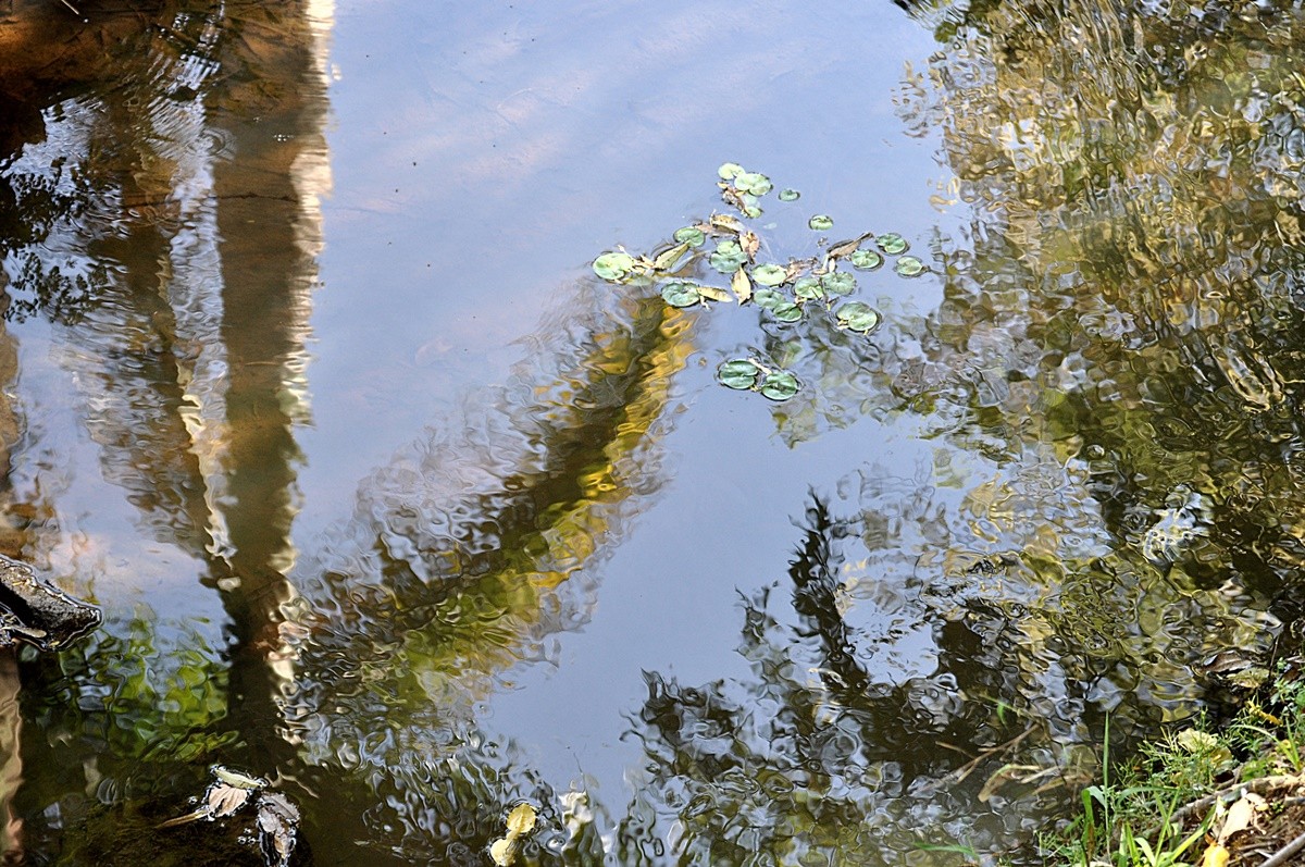 "Ao fazer esta foto,lembrei de Claude Monet." de Decio Badari