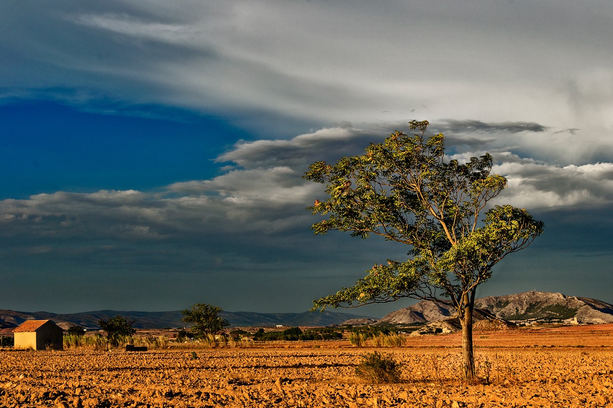 "rbol al viento" de Francisco Jos Cerd Ortiz