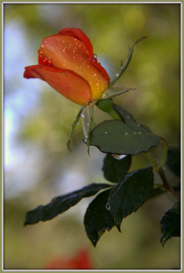 "Una rosa para la semana" de Enrique A. Porcel de Peralta