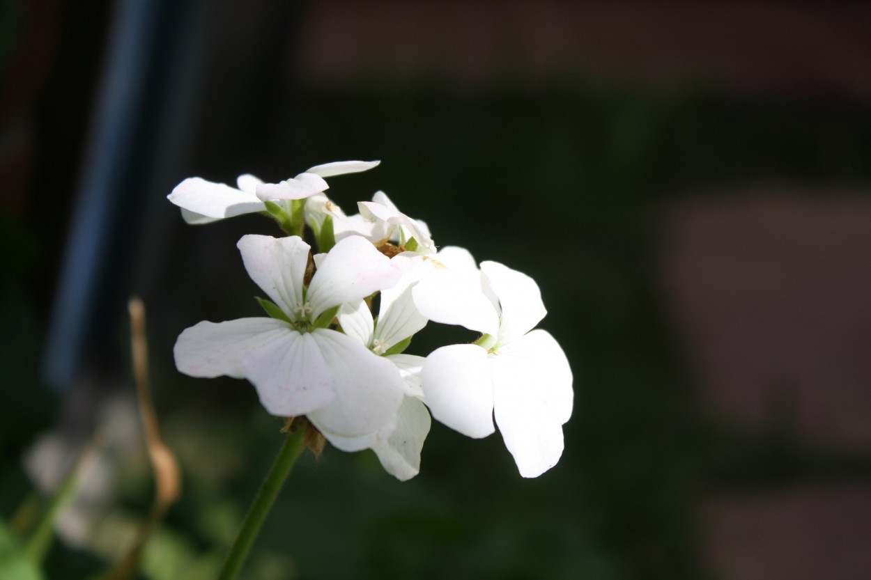 "Blanco" de Jorge Carlos Tarditi (carlos)