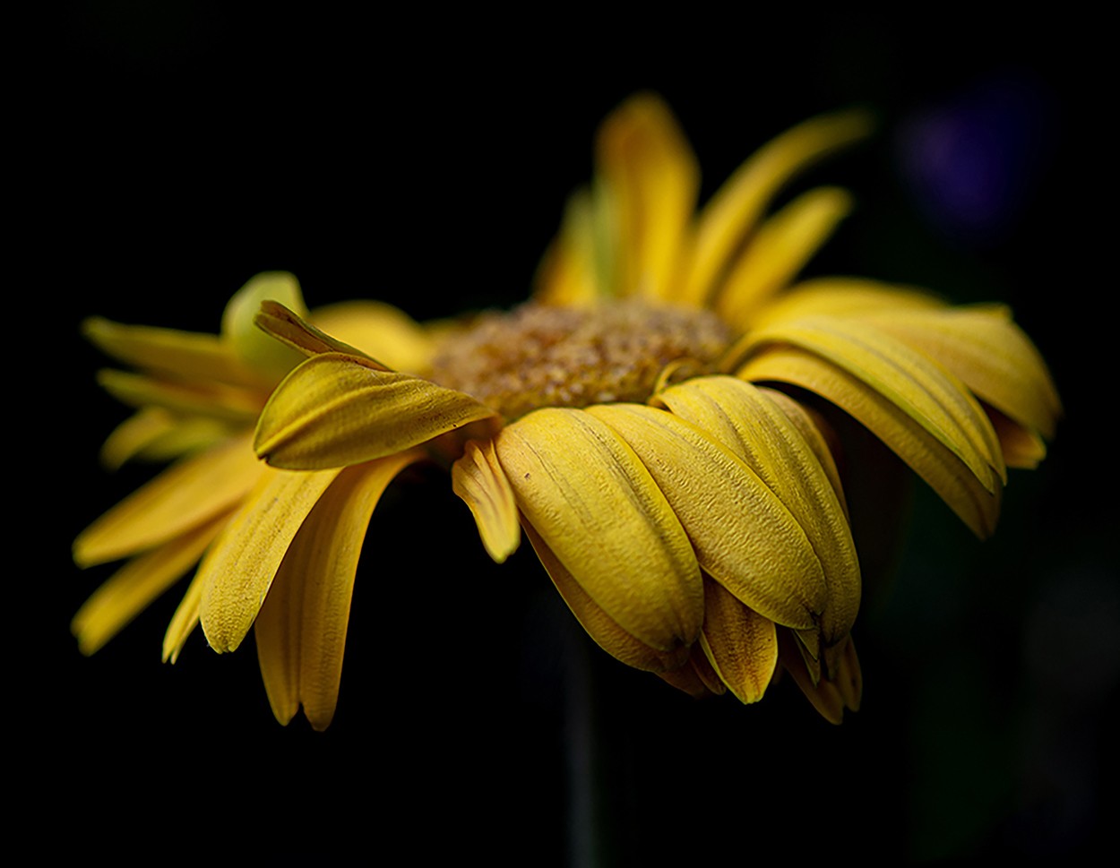 "silvestre" de Maria Andrea Gastaldi