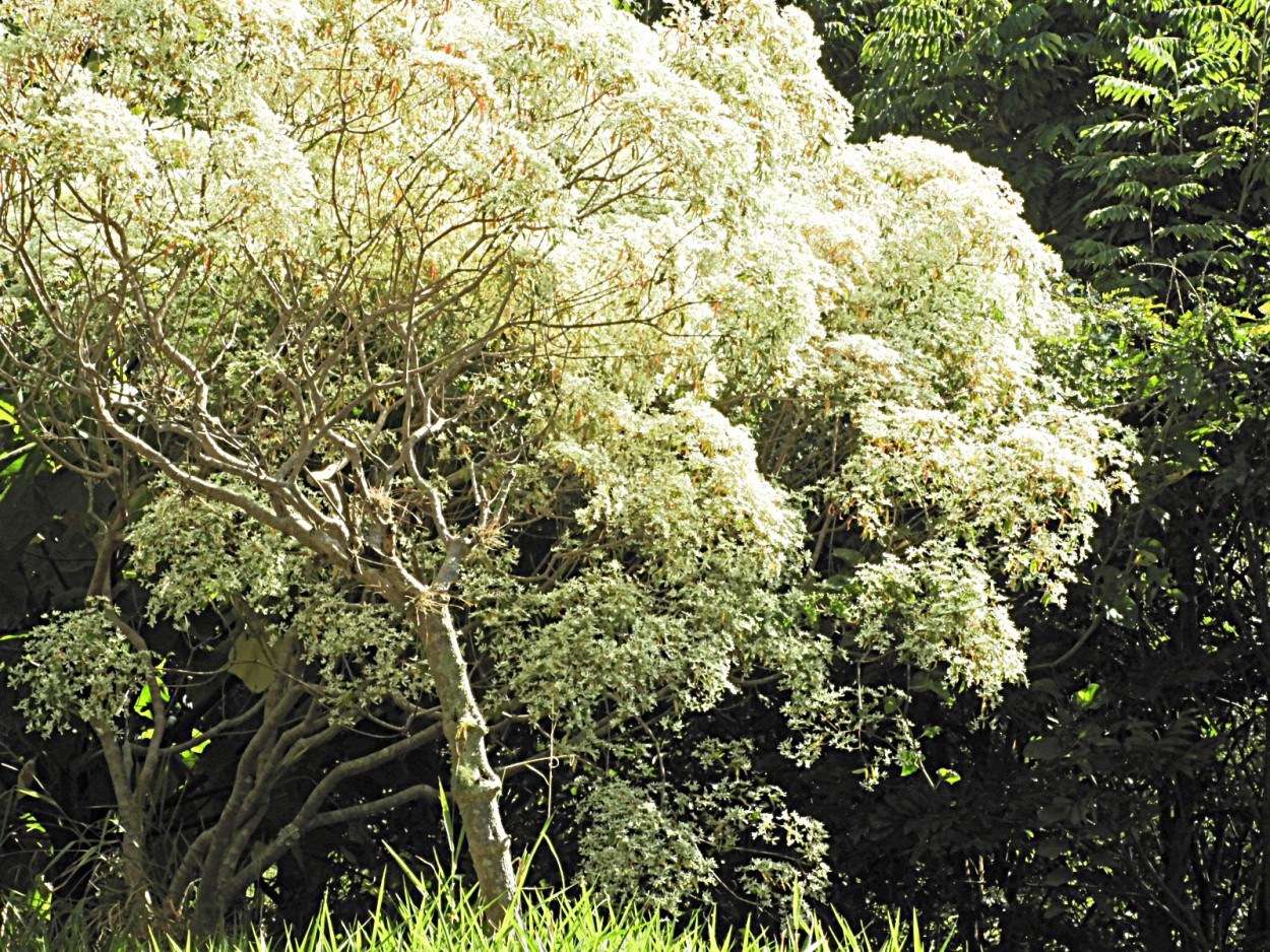 "Neve-da-montanha (Euphorbia leucocephala)" de Decio Badari