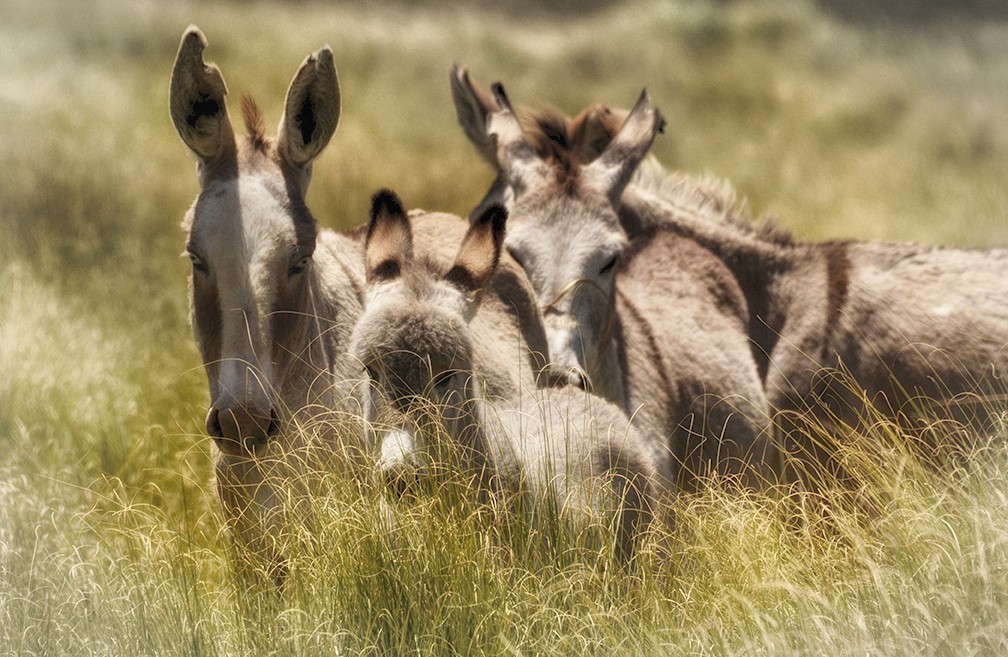 "somos familia" de Mercedes Orden