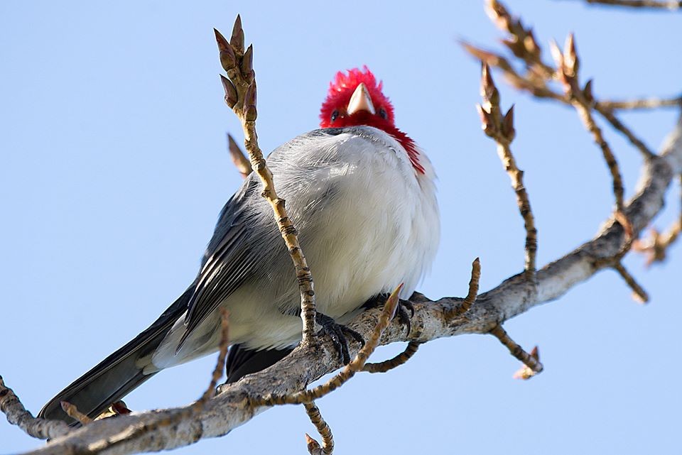 "Cardenal" de Williams Daniel Nuez