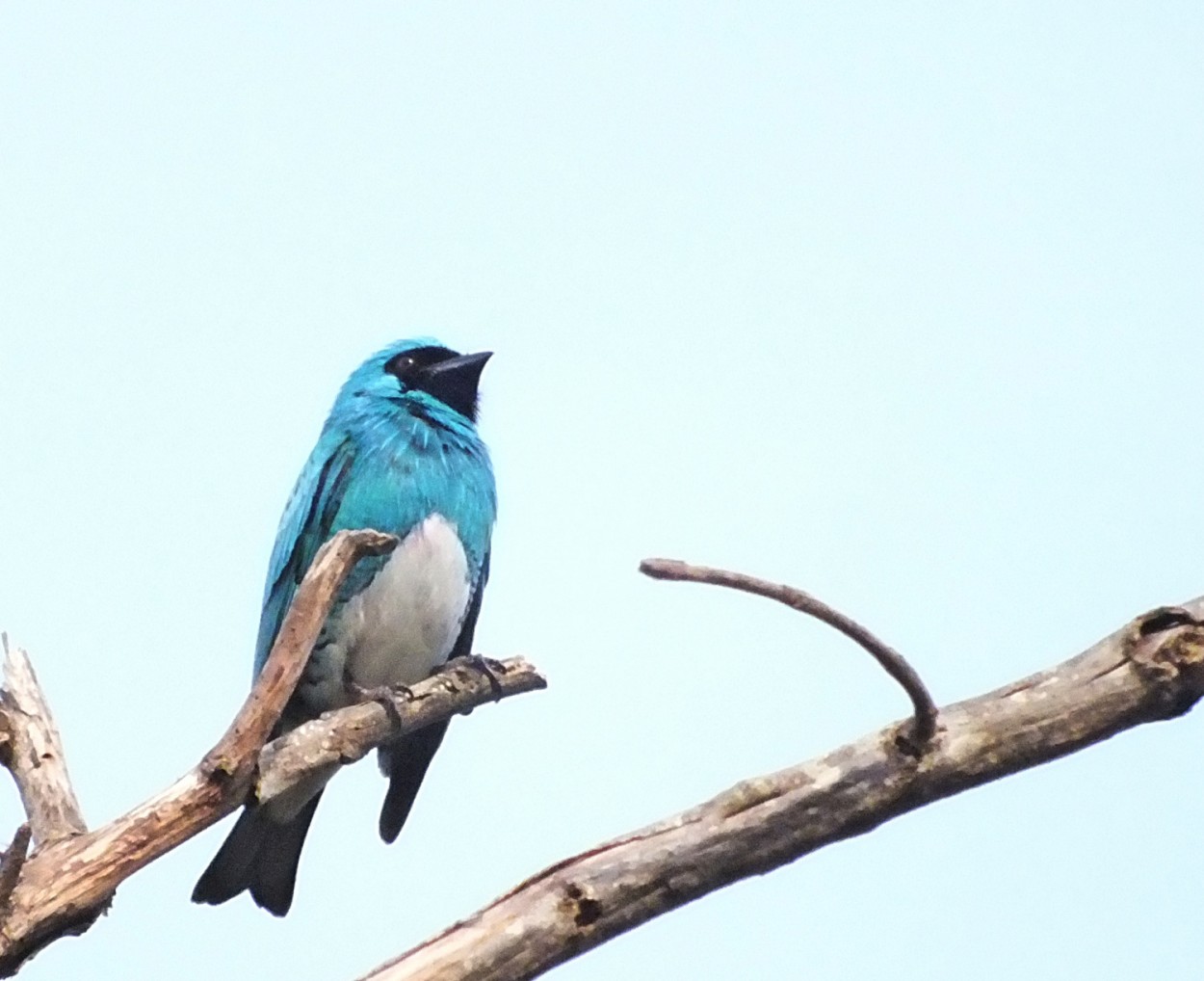 "Meu olhar de hoje no Sa-azul" de Decio Badari