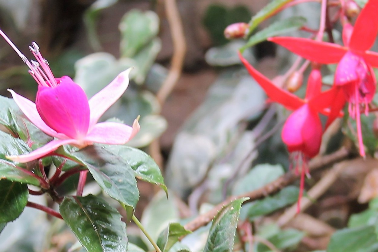 "Aretillo Fuchsia fulgens." de Vicente Hinostroza Villegas