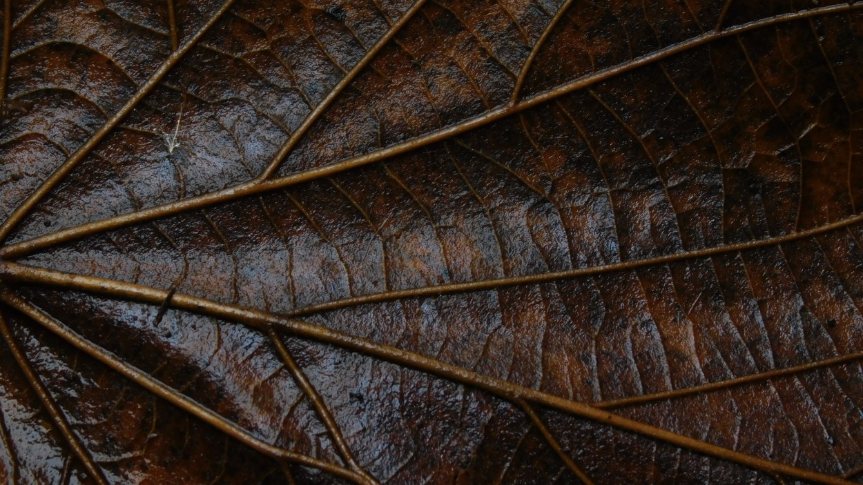 "Textura" de Alberto Daniel Frete