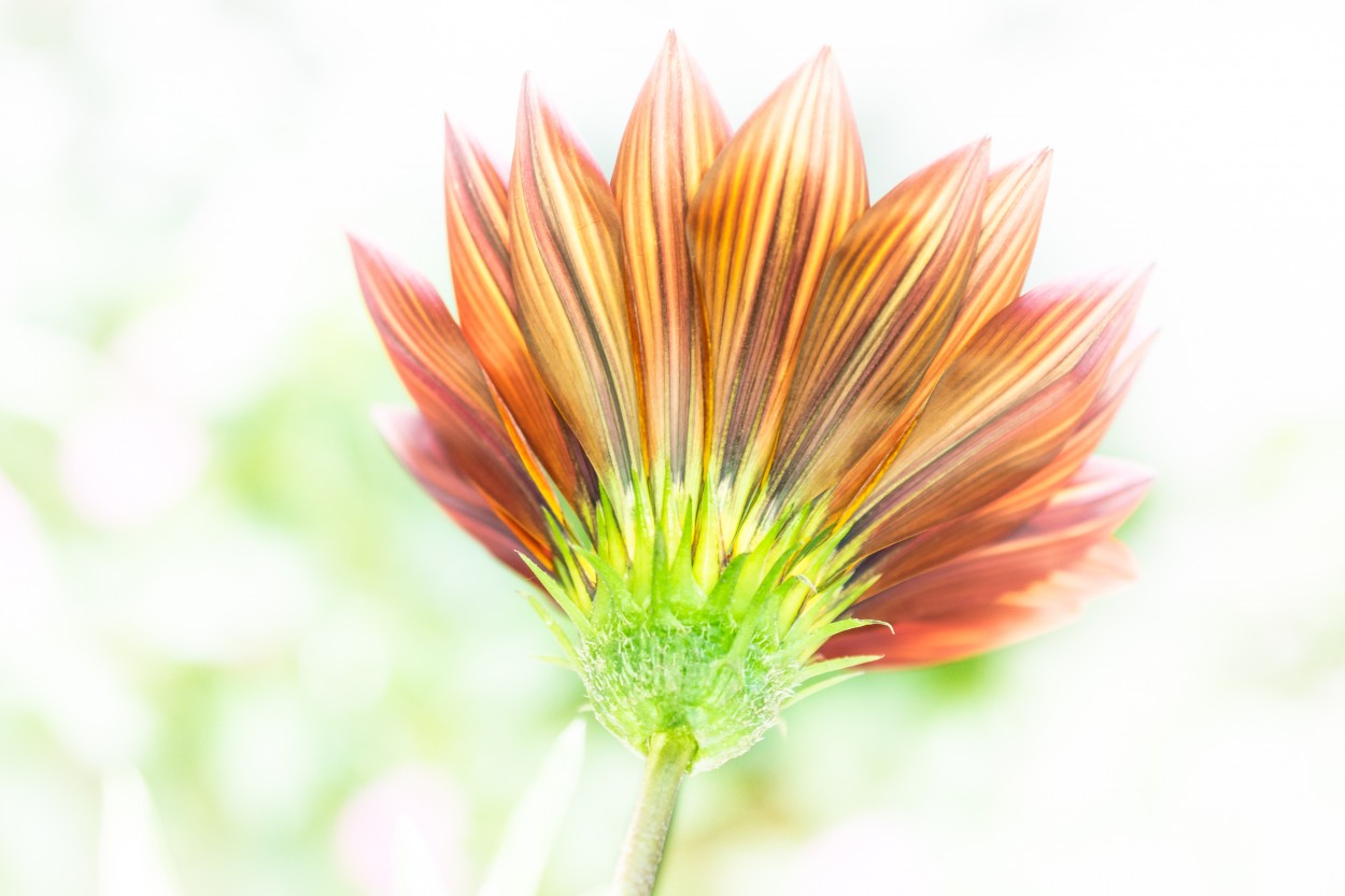 "Gazania" de Hctor Venezia