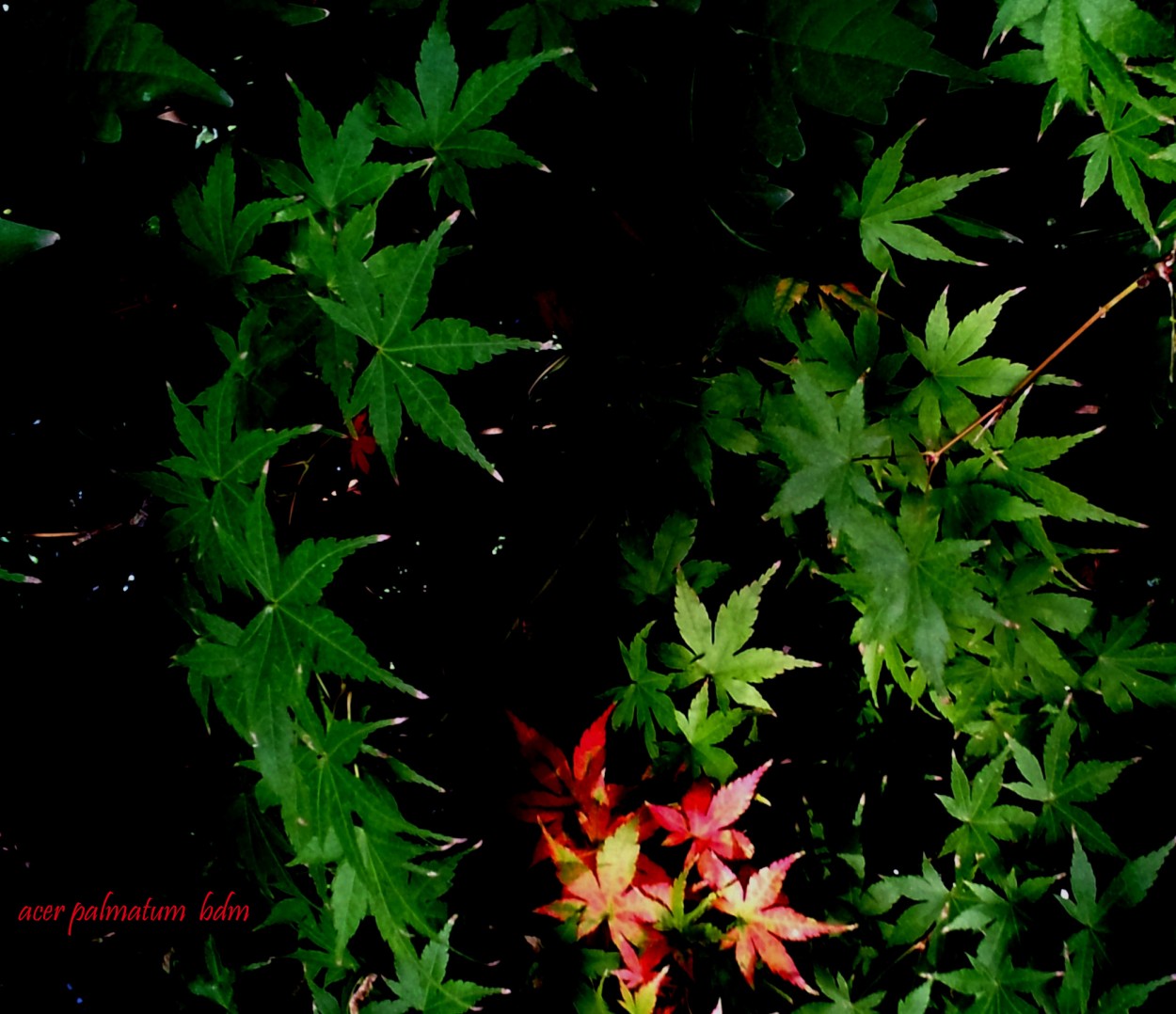 "acer palmatum." de Beatriz Di Marzio