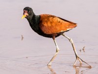 Jacana