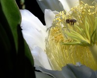 Polinizando mais uma flor, a da Pitaya