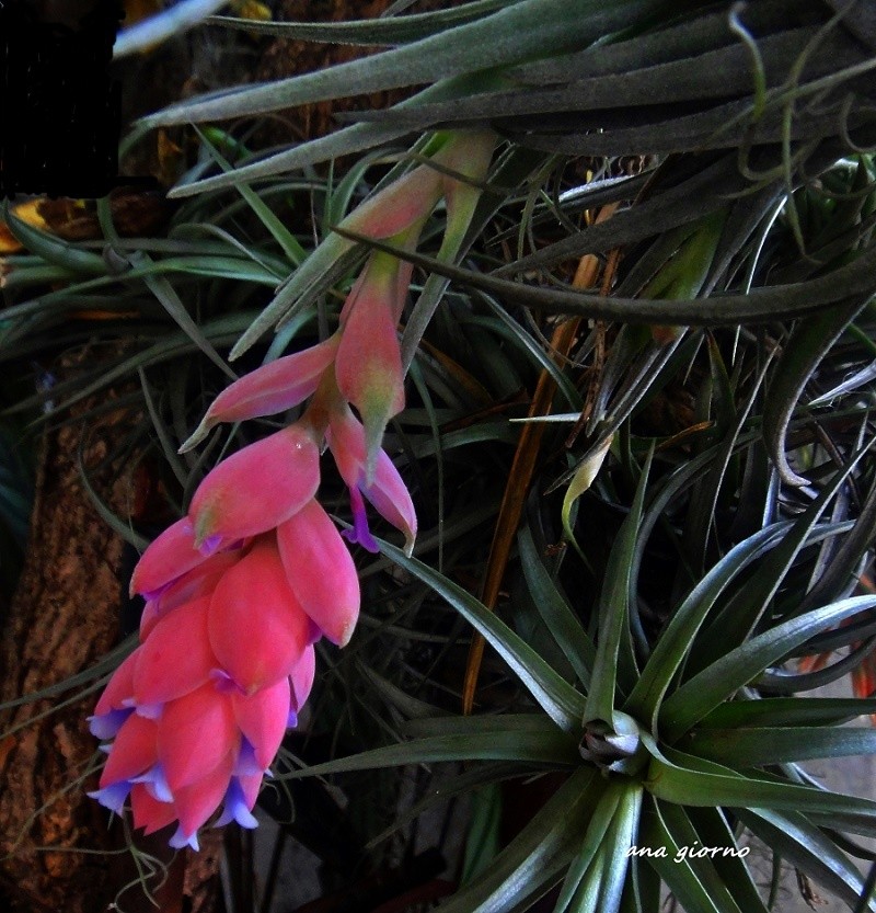 "Tillandsia stricta" de Ana Giorno