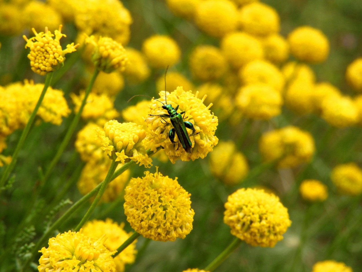 "OeDeMeRa" de Joana Sansalvador Roca