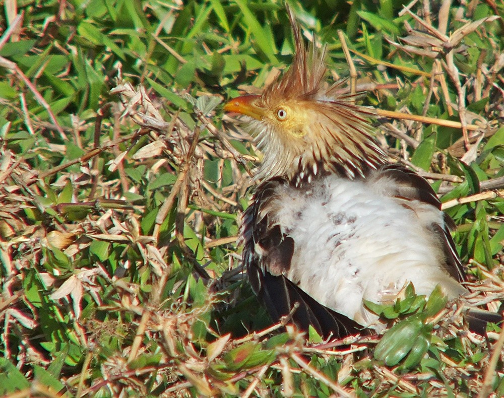 "No adianta esconder, j fiz foto!" de Decio Badari