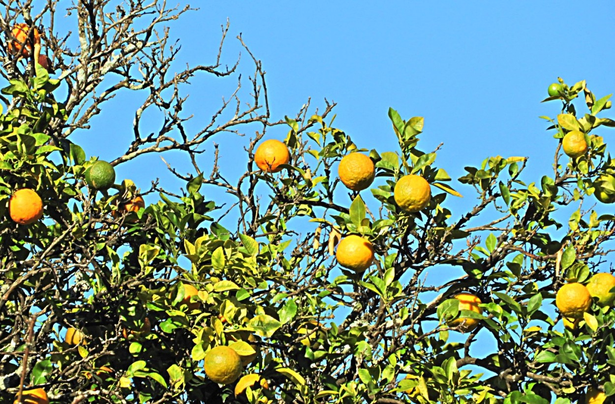 "As deliciosas laranjas azedas do vizinho? ......" de Decio Badari