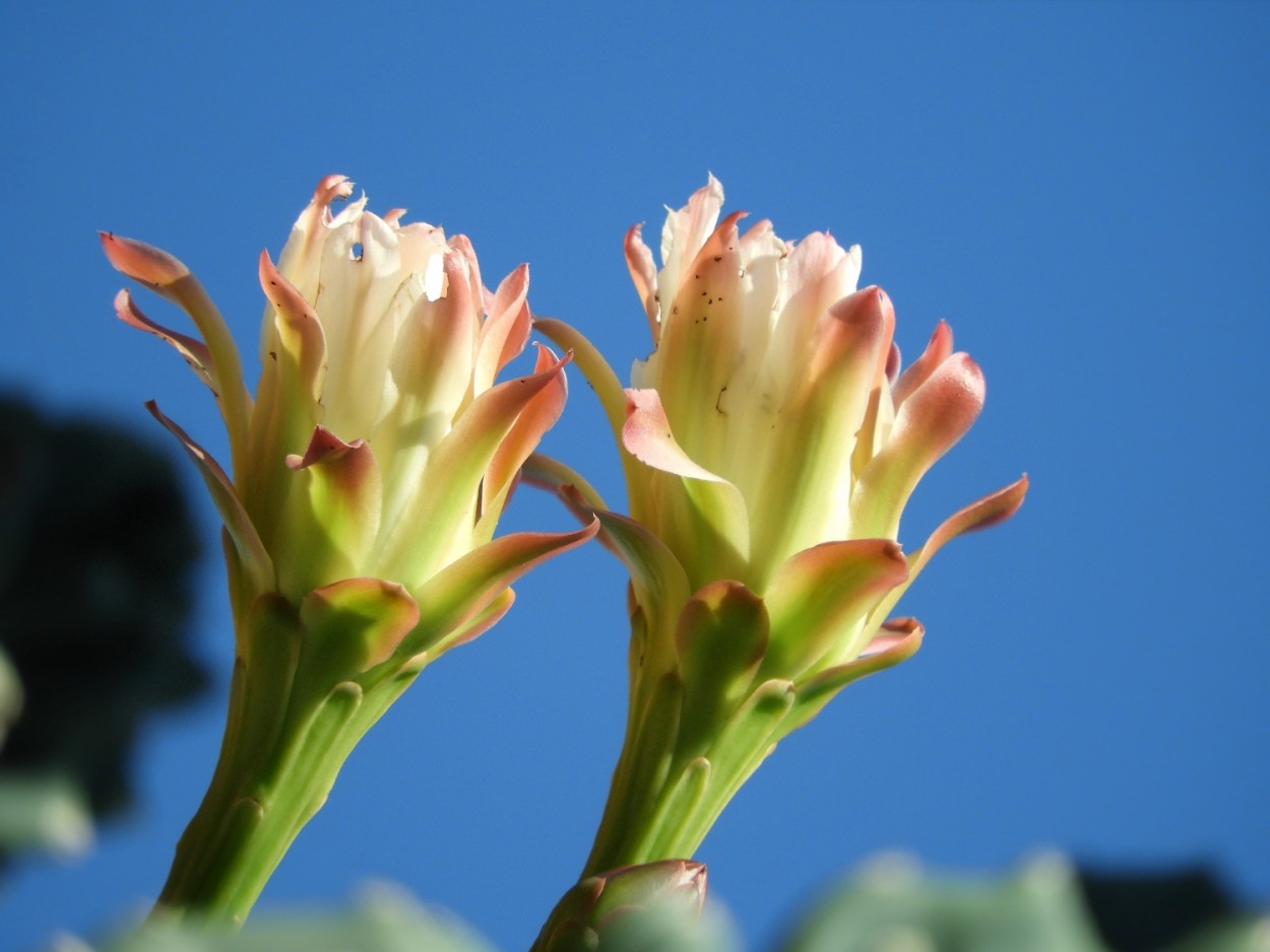 "Uma das espcies de cactos e suas flores" de Decio Badari