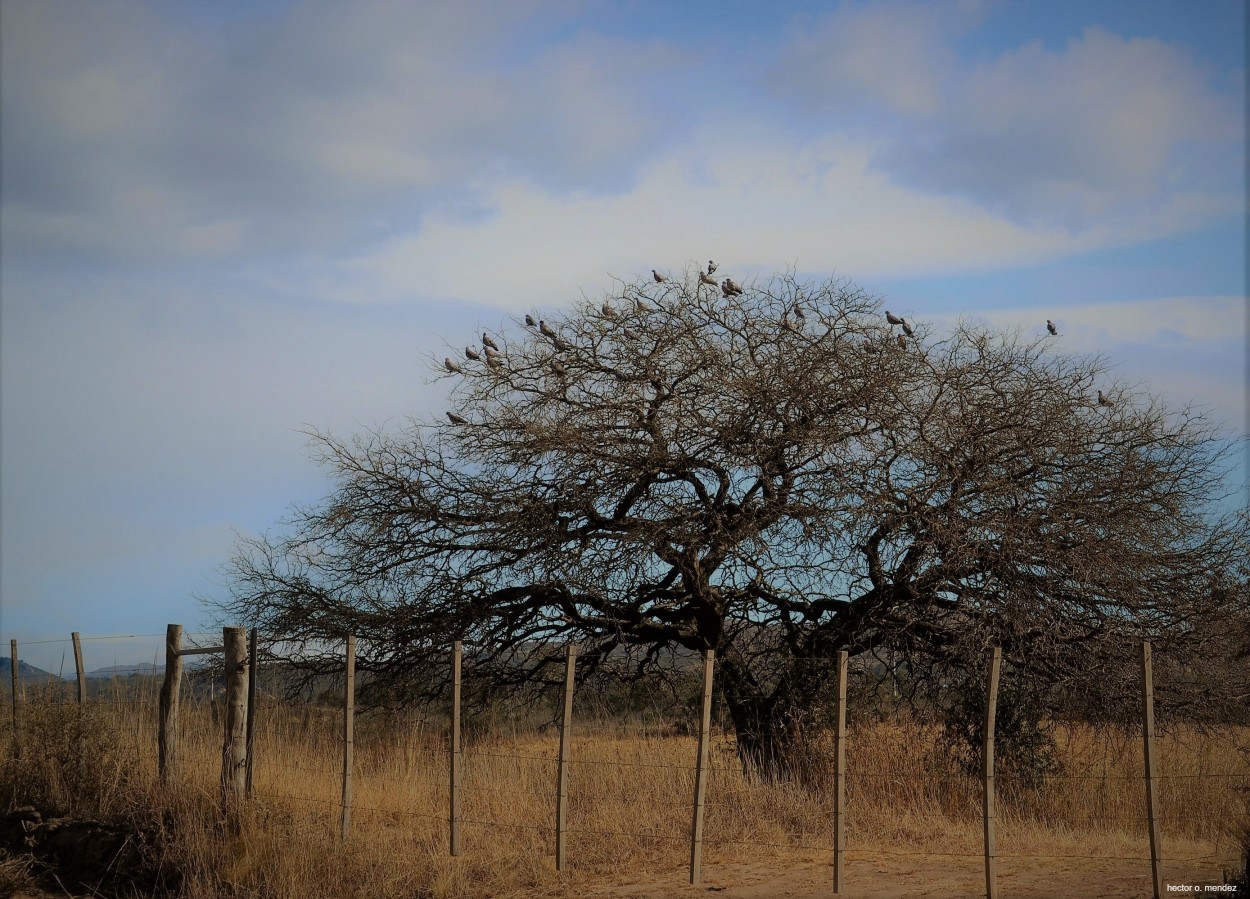 "Mirador vegetal" de Hector Mendez