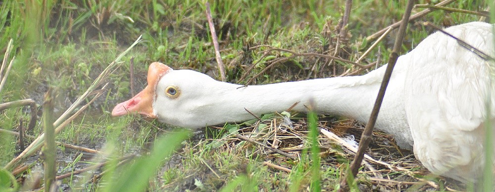 "` A origem da palavra long neck ` rsrsrs ou jajaja" de Decio Badari