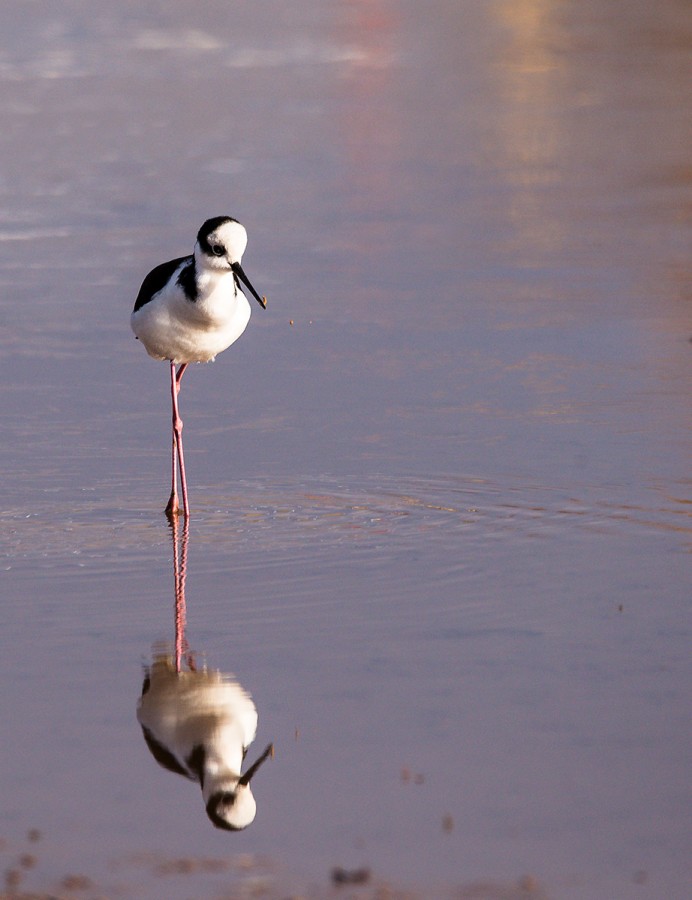 "Reflejo" de Williams Daniel Nuez