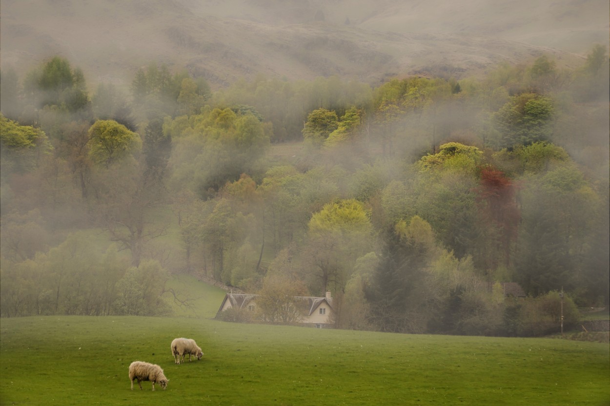 "Paz en escocia" de Gerardo Saint Martn