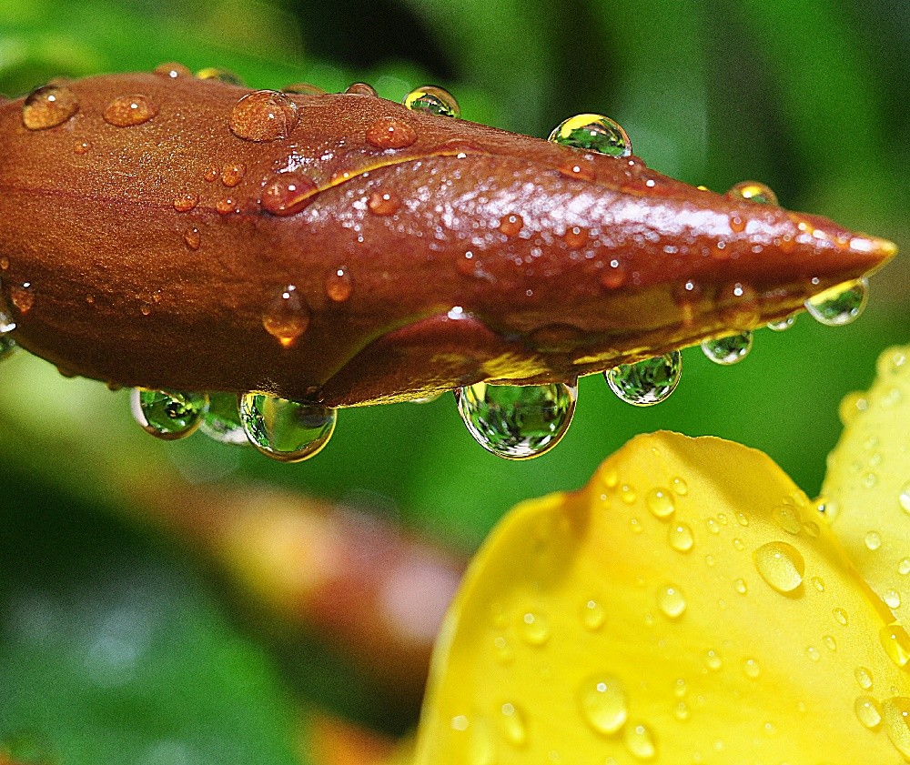 "A natureza sempre veste as cores do esprito." de Decio Badari