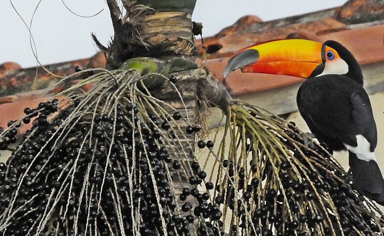 "O Tucano e ,a sua fruta preferida, Aa" de Decio Badari