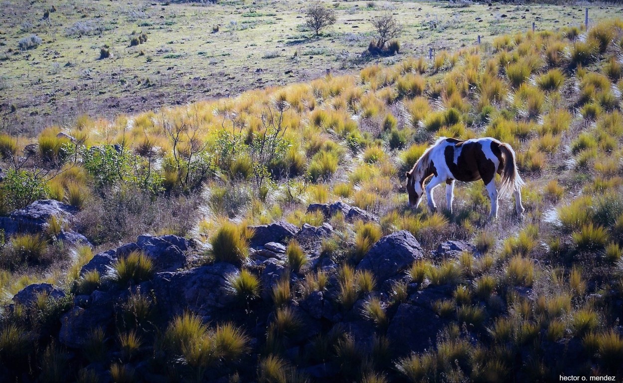 "Una tarde esplendida" de Hector Mendez