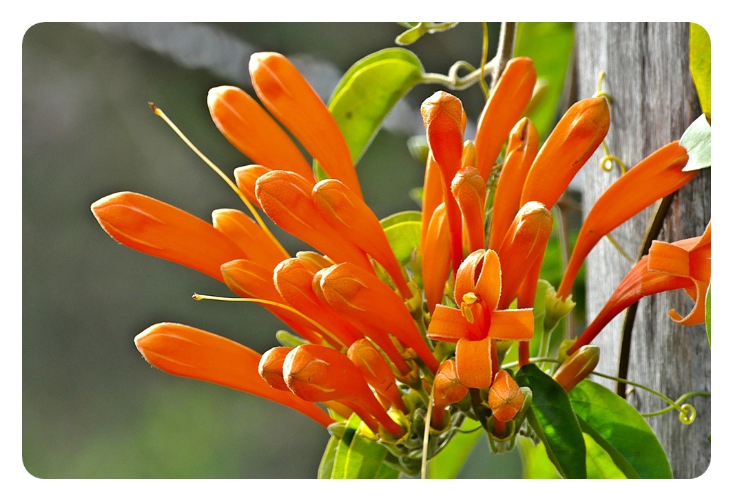 "Neste dia de So Joo, a sua flor!" de Decio Badari