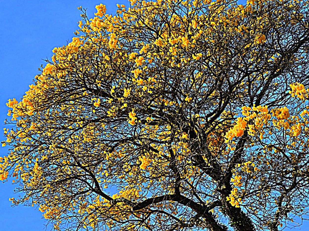 "As primeiras flores do primeiro Ip do ano." de Decio Badari